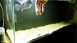 Flower Horn Pet fish bri Aquár...