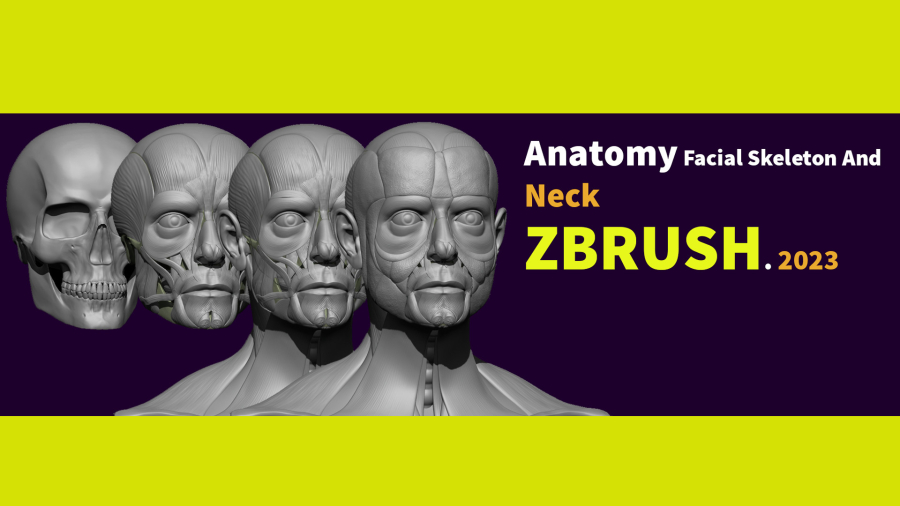 آموزش اسکالپ آناتومی صورت و گردن در زیبراش_ویدیو Anatomy Facial Skeleton And Neck_10