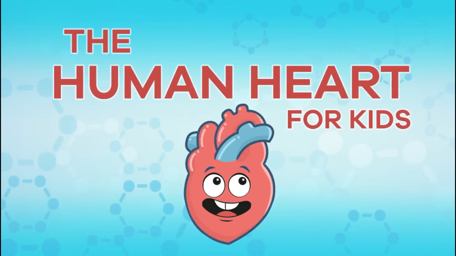 آموزش زبان انگلیسی به کودکان- The Human Heart for Kids