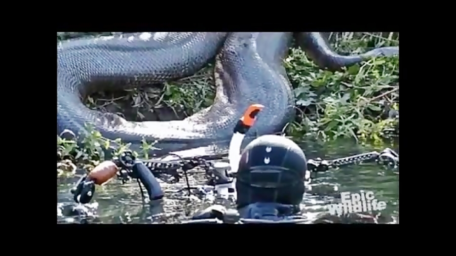 Большие змеи в воде. Река Амазонка змея Анаконда. Анаконда в Амазонке. Анаконда черная змея.