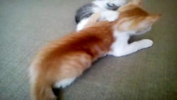 کشتی کج بچه گربه ها!!