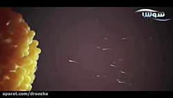 مراحل لقاح و نحوه شروع بارداری