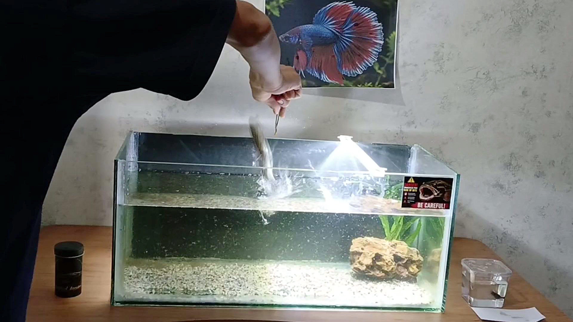 farsroom