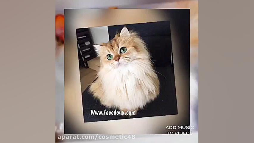 زیباترین گربه های جهان دكتر محمد بقايى