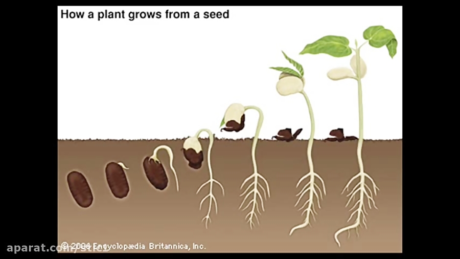 How A Seed Grows - Germination Process For Growing Seeds