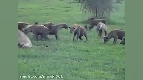 Lion vs Hyena کفتار ها شکار ۳ شیر را میربایند زمان180ثانیه