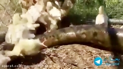 حمله مار غول پیکر به لانه جوجه...