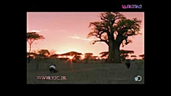 فیلم&zwnj;بردار رودرروی کرگدن