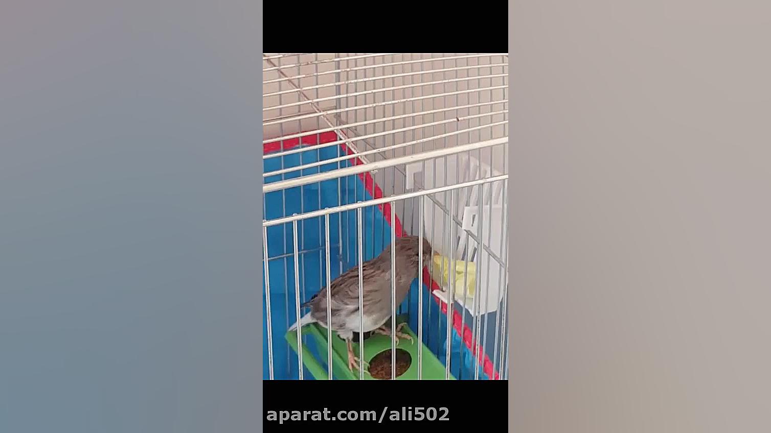 ali502