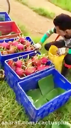 برداشت میوه دراگون فروت در اند...