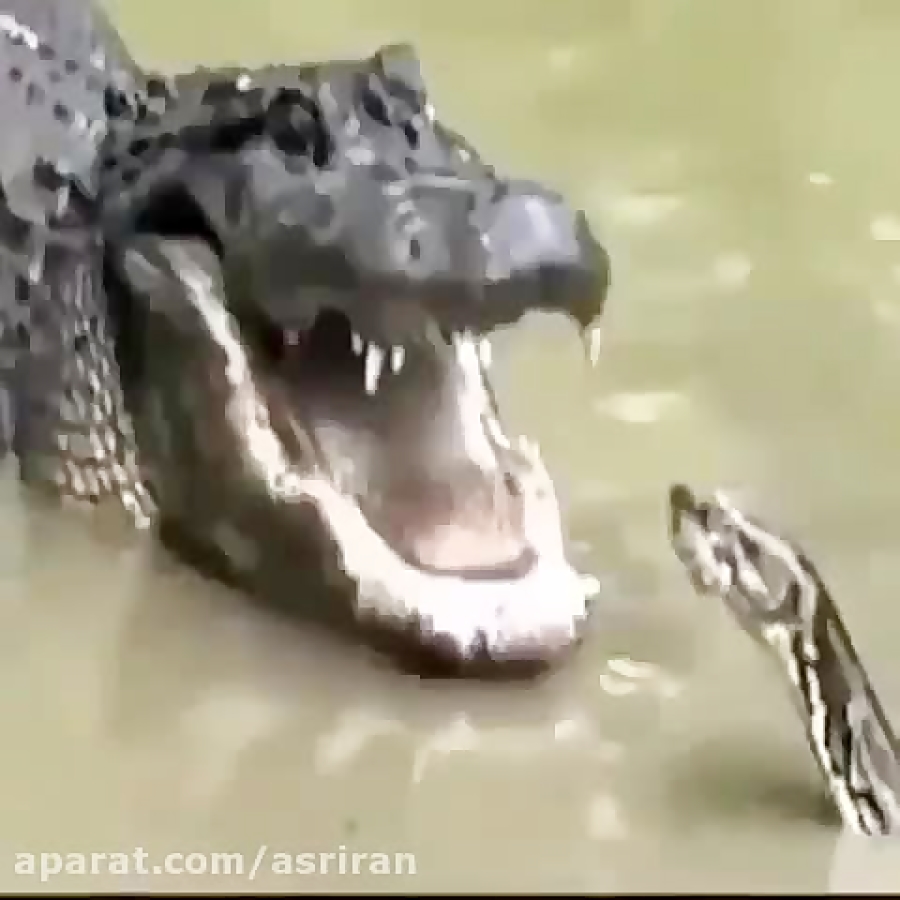 نبرد مار پیتون و تمساح