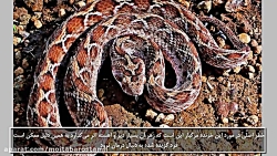 picture of king snake in az picture of king snake in az