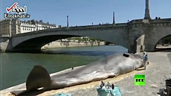 فیلم مجسمه یک نهنگ در کنار رود...