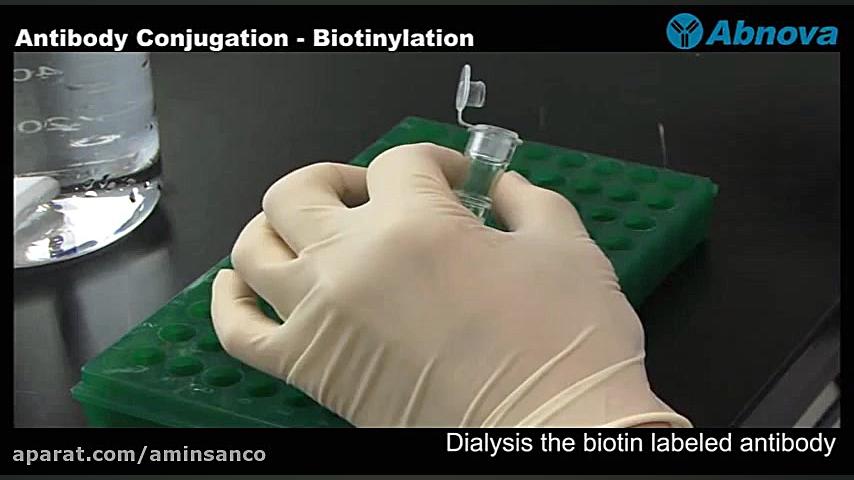 Antibody Conjugation - Biotinylation هپروتی