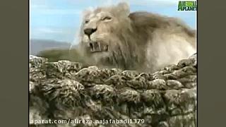 نبرد حیوانات : شیر VS کروکودیل زمان280ثانیه