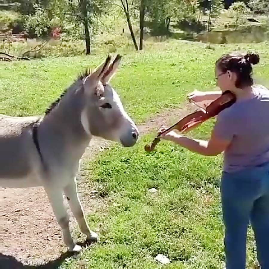 Ит булур эшак булур асло булмас одами картинка