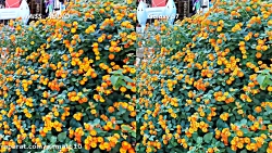 Xiaomi Mi 5S Vs Samsung Galaxy...