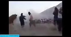 تفاوت حیوانات با داعشی ها بسیا...