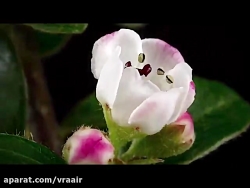 همایش معرفی فرصت های شغلی