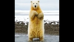 ░▒▓رقص لخت دختر قطبی در قطب جن...