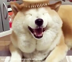 کلیپ خیلی خنده دار و جالب و با...