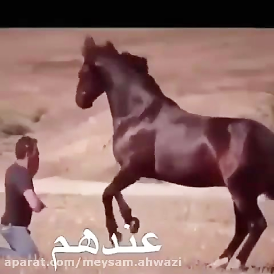 اسب خوب و اسب خر !