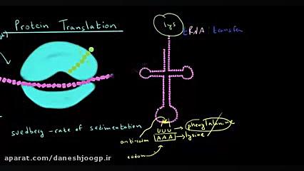 Protein Translation 1 تست ایمونوبلات