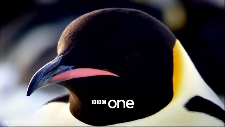 تریلر مستند جوجه برفی Snow Chick: A Penguin's Tale زمان30ثانیه