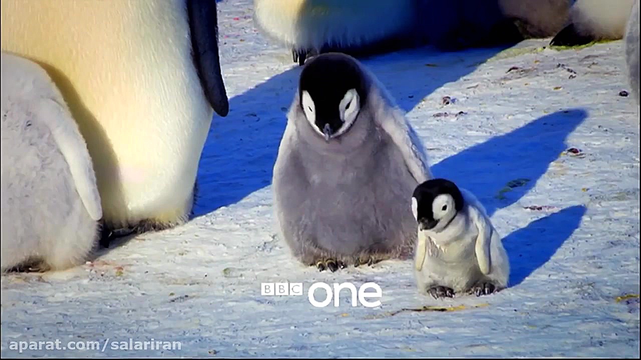 تریلر مستند جوجه برفی Snow Chick: A Penguin's Tale زمان30ثانیه