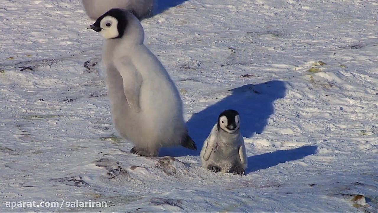 Snow Chick: A Penguin's Tale Preview - BBC One زمان107ثانیه