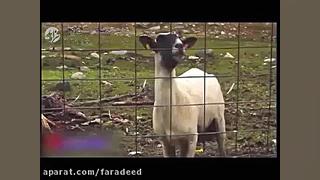 شوخی کاربران فضای مجازی با ترس و وحشت داعشی ها محسن چاوشی