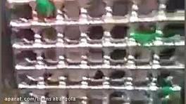 خون جاري شدن در حرم امام حسين در روز عاشورا بررسی لک صورت