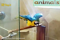 طوطی ماکائوی زیبا در حال حمام...