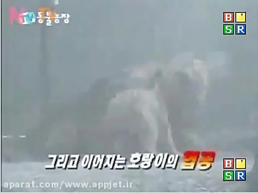 نبرد خونین ببر با شیر