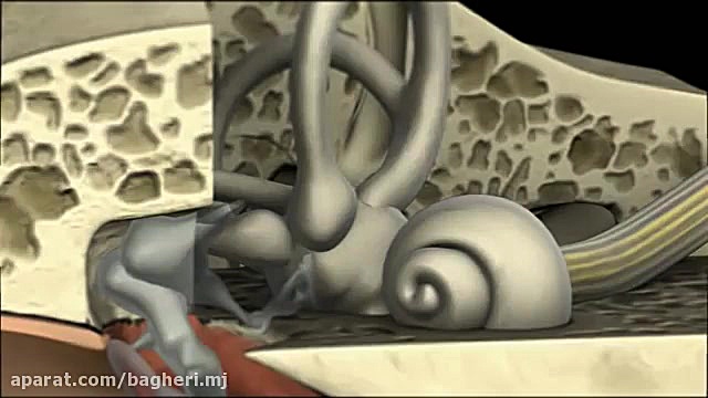 حواس ویژه - حس شنوایی - حلزون گوش- زیست یازده عمه پری