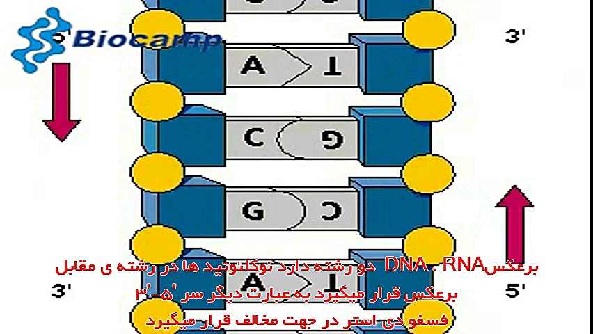 معرفی ساختار DNA و RNA لیپوساکشن