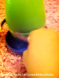 تخم مرغ شانسى پونى