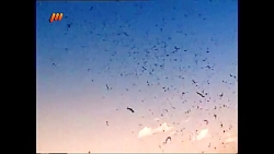 پرندگان شکاری آمریکای جنوبی
