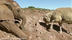 فیلم های واقعی از دوستی های عج...