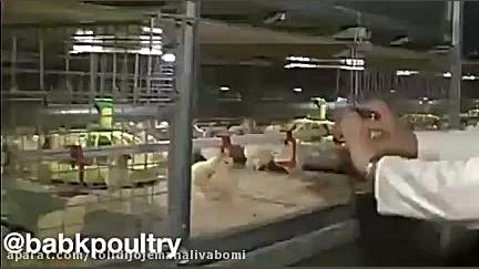 پرورش مرغ درداخل قفسه خیلی هم باصرفه بهداشتی و آسان پاکسازی پوست