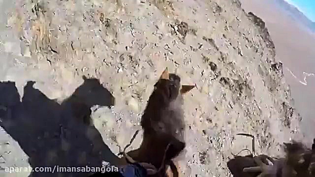 ‎‎❗️شکار روباه از دید عقاب ❕Hunting Fox From Eagle زمان168ثانیه