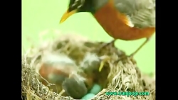 غذا دادن سینه سرخ به جوجه اش!