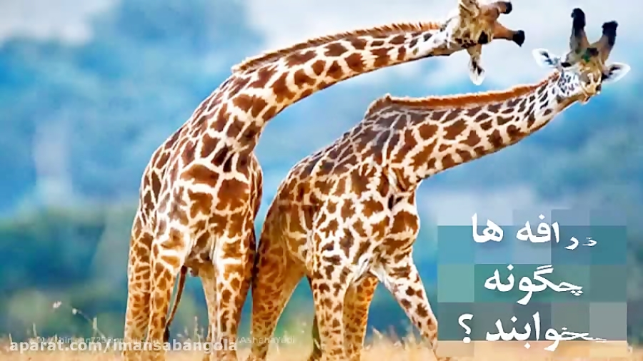 زرافه ها چگونه میخوابند؟