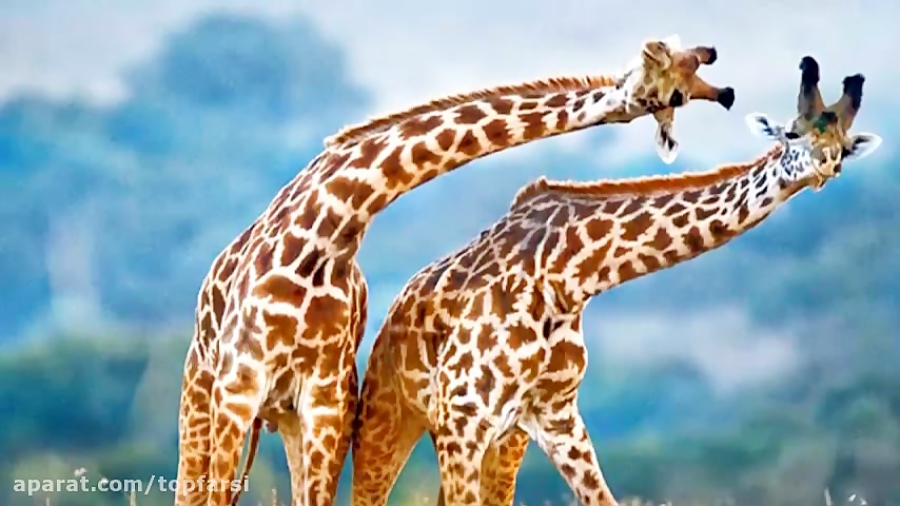 زرافه ها چگونه میخوابند؟