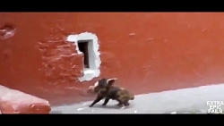 احمق ترین گربه دنیا و جهان