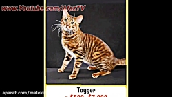 ۱۰ تا از عجیب ترین و گرانترین...