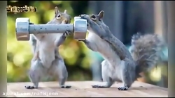 مجموعه طنز دیش و میش