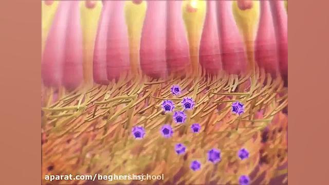 حواس ویژه - حس بویایی - زیست یازده کلیپ ضدحال