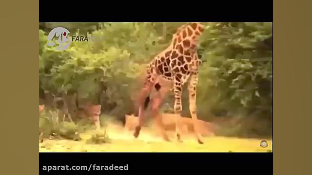 شکار ماهرانه زرافه توسط شیرهای ماده