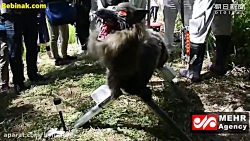 ژاپنی ها برای همه چیز ربات می...